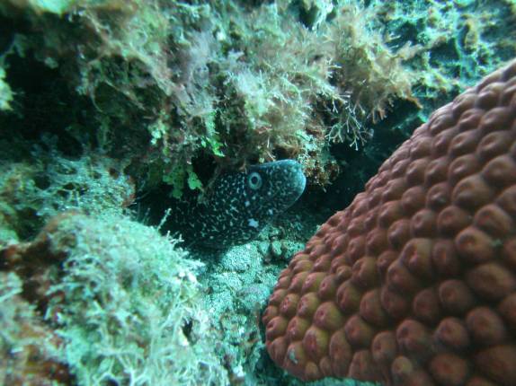 Pequena moréia pintada em Pot of Gold, em Montserrat, no Caribe